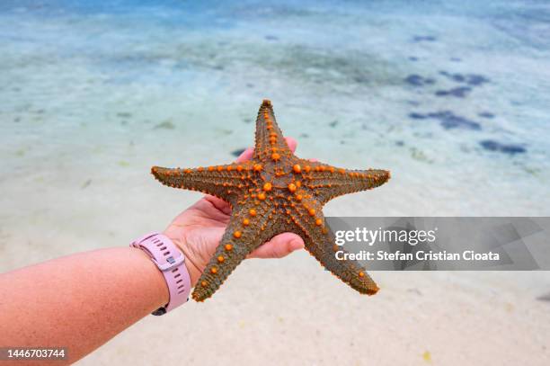 girl holding a star fish in nungwi, zanzibar tanzania - foreign born stock pictures, royalty-free photos & images