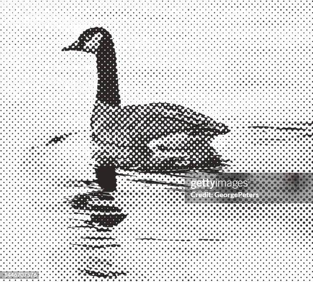 canada goose floating on water - feather floating stock illustrations