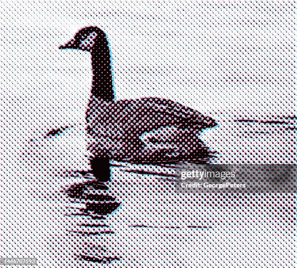 canada goose floating on water with glitch technique - pool reflection stock illustrations
