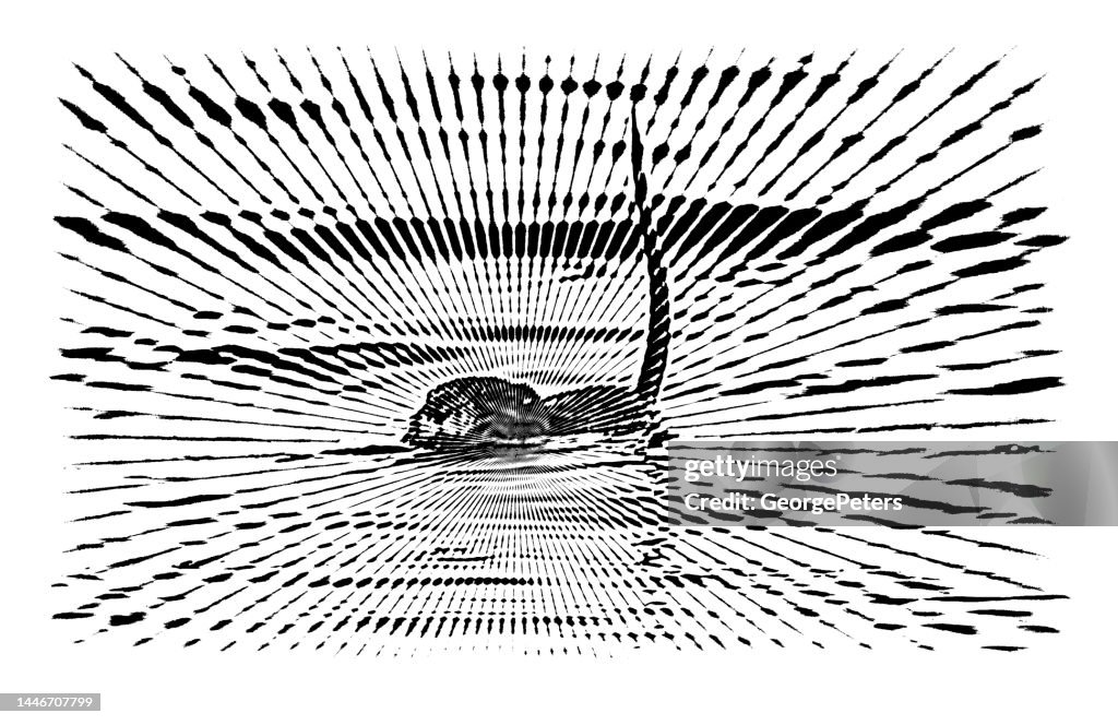 Muskrat Swimming and sunbeams