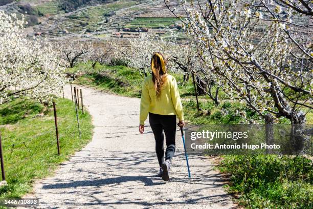 young blonde woman with a hiking pole walking next to cherry blossom trees in the jerte valley. extremadura, spain. - valle fotografías e imágenes de stock