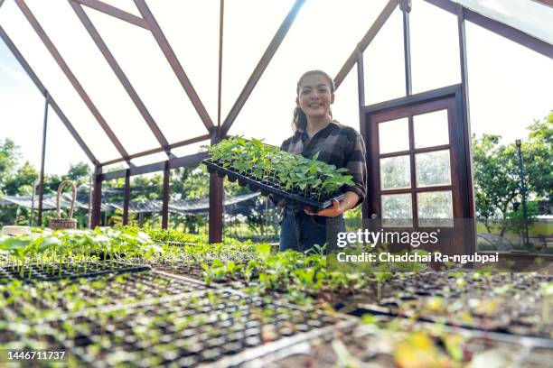 happy asian woman harvesting  vegetable greenhouse organic farm - plant nursery stock pictures, royalty-free photos & images