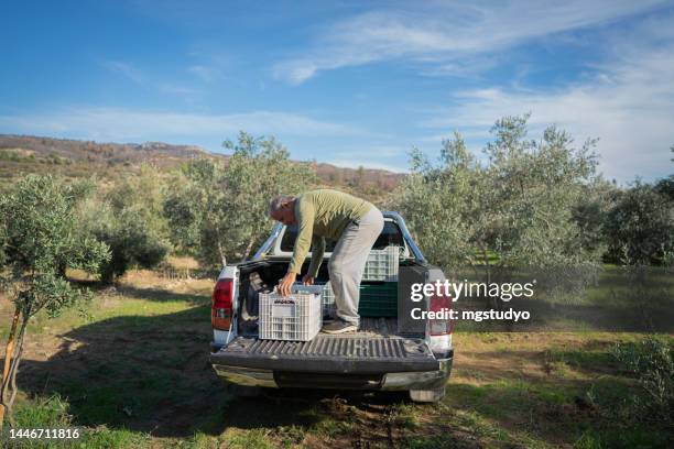 olivenkisten, die nach der olivenernte zum auspressen in die fabrik transportiert werden - autobauer stock-fotos und bilder
