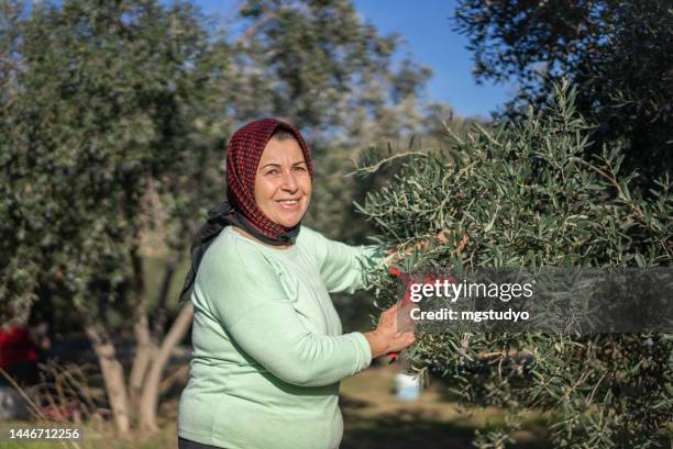 mature anatolian woman picking olives - farm worker woman stock pictures, royalty-free photos & images