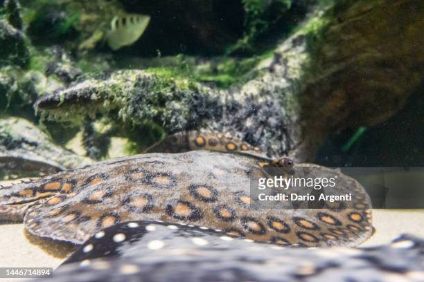 potamotrygon jabuti stingray - freshwater fish stock pictures, royalty-free photos & images