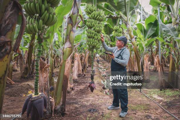 mature male farmer with digital tablet controls the ripening process of banana trees in green house. - banana plantation stock pictures, royalty-free photos & images