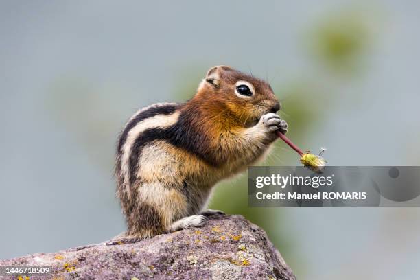 golden-mantled ground squirrel eating a dandelion, jasper national park, canada - squirrel stockfoto's en -beelden