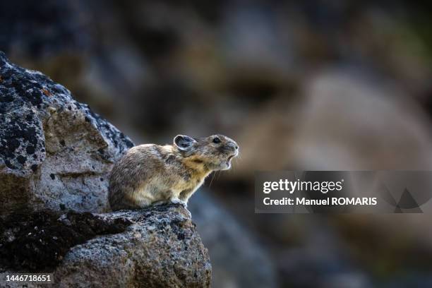 pika, jasper national park, canada - pika - fotografias e filmes do acervo