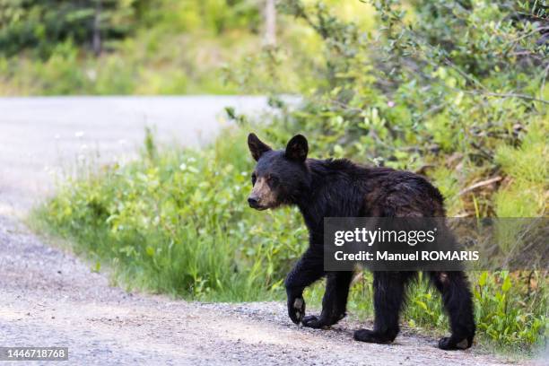 american black bear (juvenile), jasper national park, canada - black bear stock pictures, royalty-free photos & images