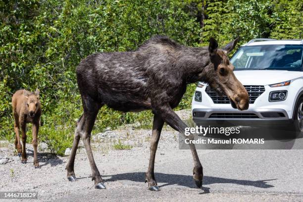moose with calf, jasper national park, canada - moose car stock pictures, royalty-free photos & images
