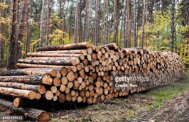 tree trunks, stacked and ready as firewood in winter - gevelde boom stockfoto's en -beelden