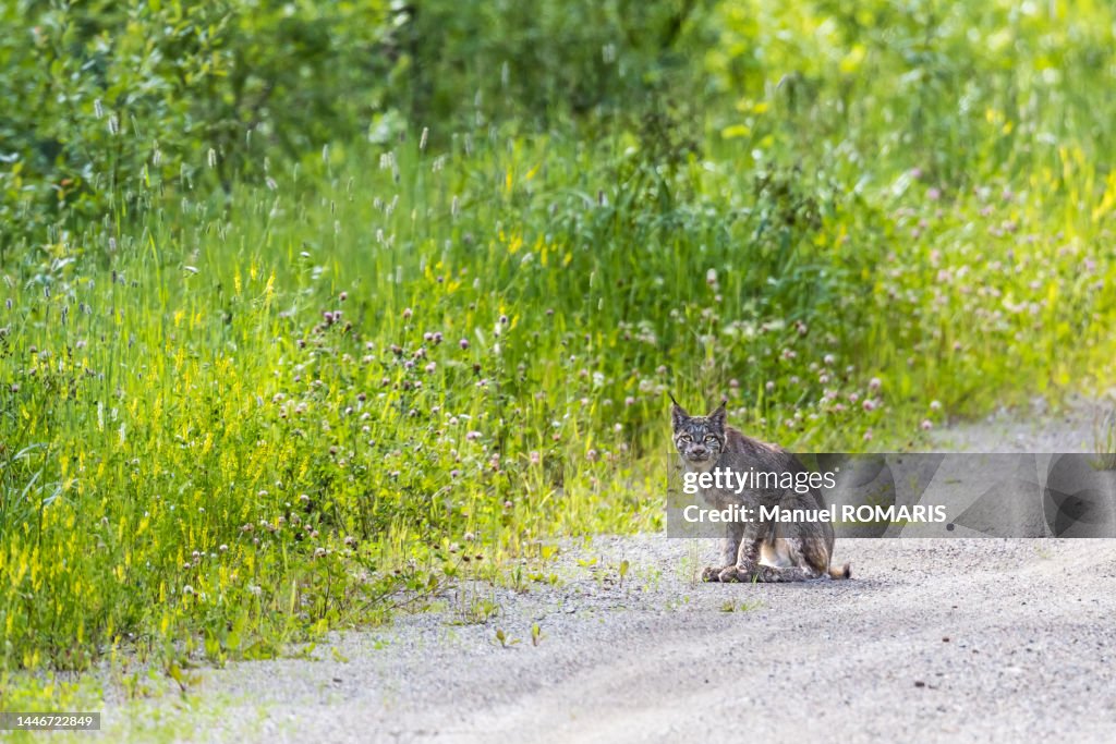 Canadian lynx, Northern Rockies, Canada