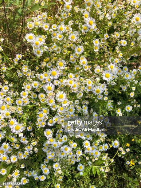 roman chamomile - camomile stock-fotos und bilder