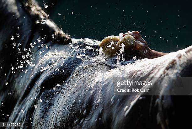 Bodemeister gets a bath following a morning workout in preparation for the 137th Preakness Stakes at Pimlico Race Course on May 17, 2012 in...