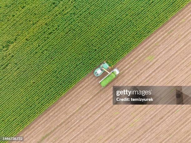 aerial view of silage corn harvest - corn cob stock pictures, royalty-free photos & images