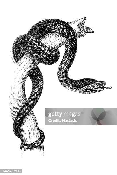 the boa constrictor (scientific name also boa constrictor), also called the red-tailed boa - boa constrictor stock illustrations