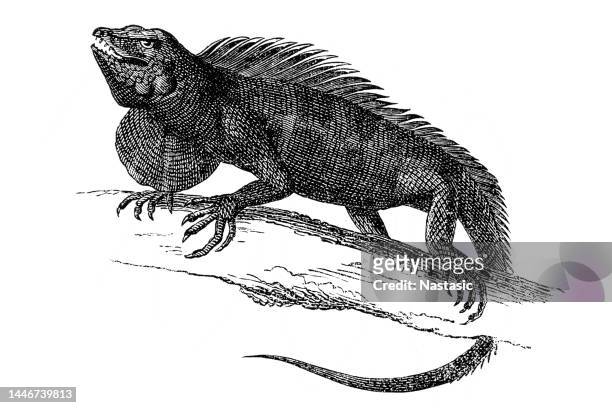 113 Iguana Drawings Photos and Premium High Res Pictures - Getty Images