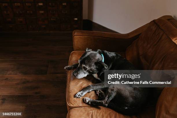 an old black dog rests on a brown leather sofa - curled up on sofa stock pictures, royalty-free photos & images