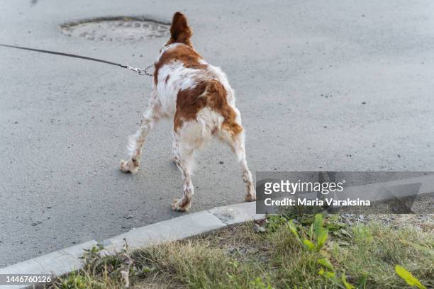 breton spaniel walking on a leash - brittany spaniel stock pictures, royalty-free photos & images