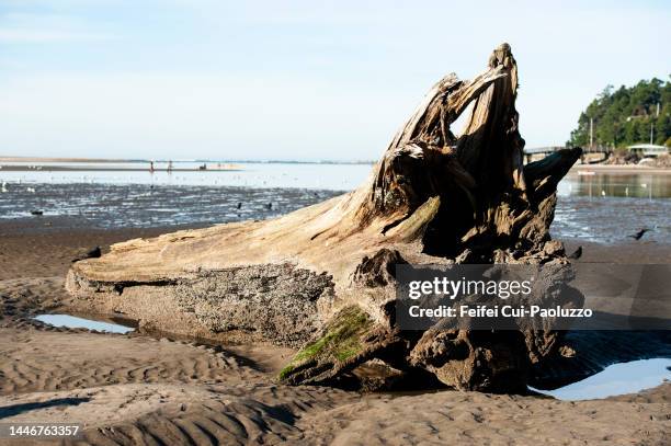 a tree trunk on the beach and coast landscape of lincoln city - lincoln city oregon stock pictures, royalty-free photos & images