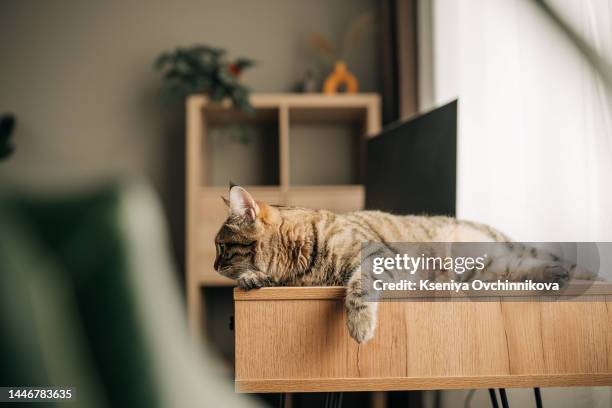 cat sitting with blank laptop on wooden desk - cat with red hat fotografías e imágenes de stock