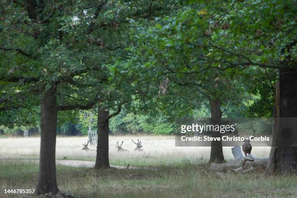 Richmond Park in London is the largest of London's Royal Parks. It is important for wildlife conservation. It was created by Charles I in the 17th...