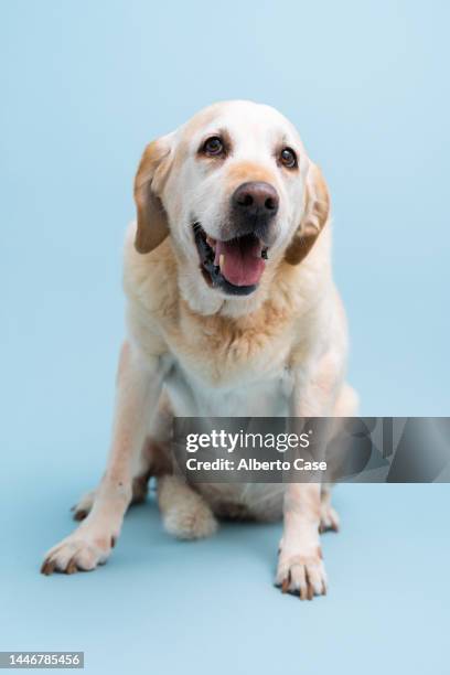 labrador retriever dog looking at camera contentedly with blue background behind - dog blue background stock pictures, royalty-free photos & images