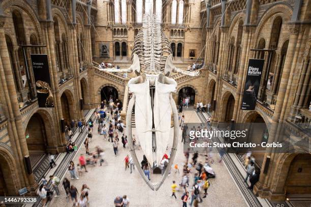 Hope" the blue whale skeleton in Hintze Hall at the Natural History Museum in South Kensington on August 29, 2022 in Sydney, Australia.
