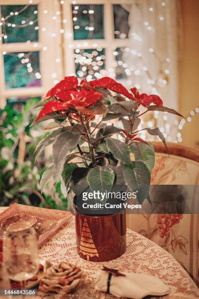 blooming poinsettia  decorating at home - christmas star stock pictures, royalty-free photos & images
