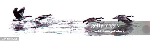 canada geese taking off from lake with glitch technique - marsh stock illustrations