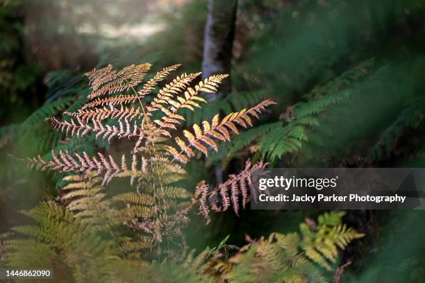 decaying brown bracken leaf backlit on the forest floor - bracken ストックフォトと画像