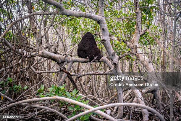 termite nest in a tree - isoptera stock pictures, royalty-free photos & images