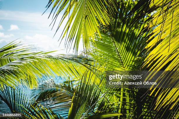 tropical palm tree with sun light. a tropical forest. palm leaves close up. vacation and nature travel adventure concept. - tropischer baum stock-fotos und bilder