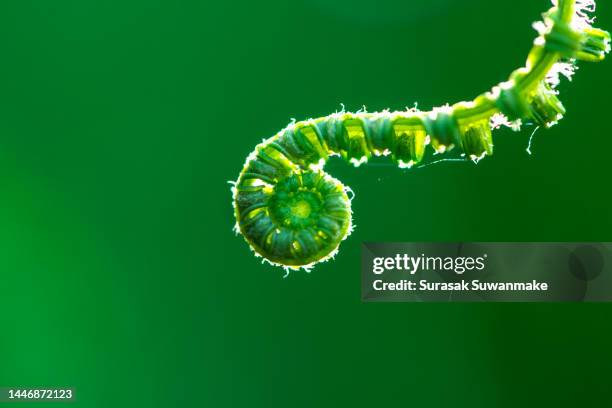 fern leaves and buds of fern leaves with green succulent fronds macro shot fern macro view of background. - broto de samambaia imagens e fotografias de stock