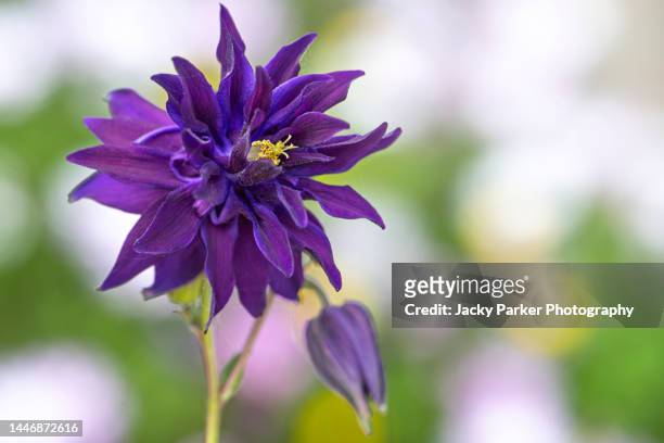 close-up image of a spring flowering, purple aquilegia double flower also known as columbine or granny's bonnet - columbine flower stock pictures, royalty-free photos & images