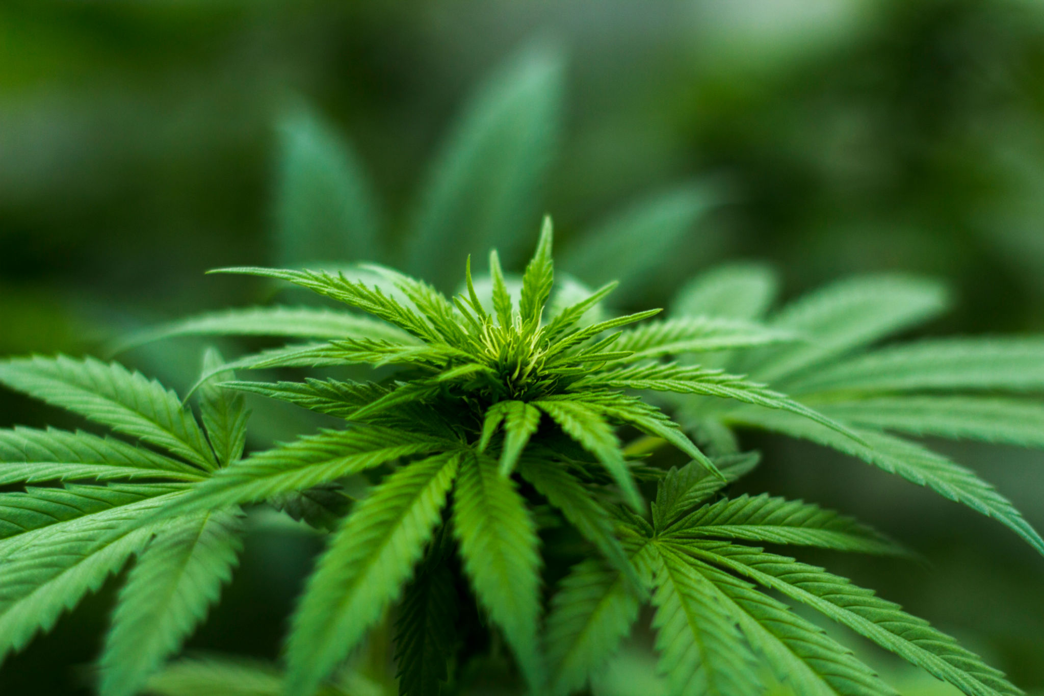 seasonal cannabis