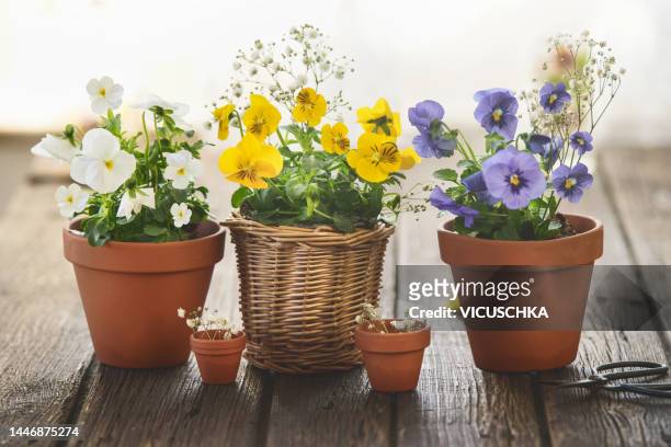 potted pansies flowers on wooden table at window, front view. - flower pot stock-fotos und bilder