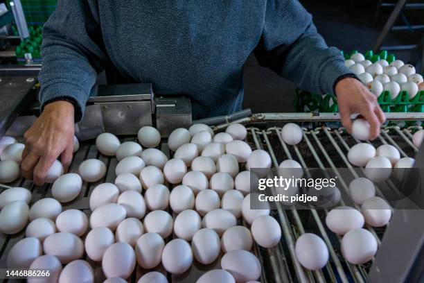 egg production line, sorting. close-up. - triage system stock pictures, royalty-free photos & images