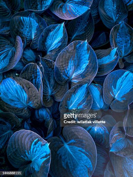 clustered leaves in blue and cyan - leaves print abstract stock pictures, royalty-free photos & images