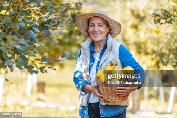 portrait of happy senior woman outdoors. - fresh quince stock pictures, royalty-free photos & images
