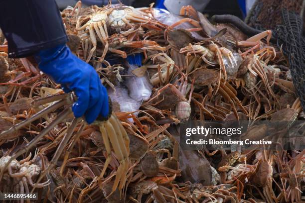 snow crab fishing - chionoecetes opilio stock pictures, royalty-free photos & images