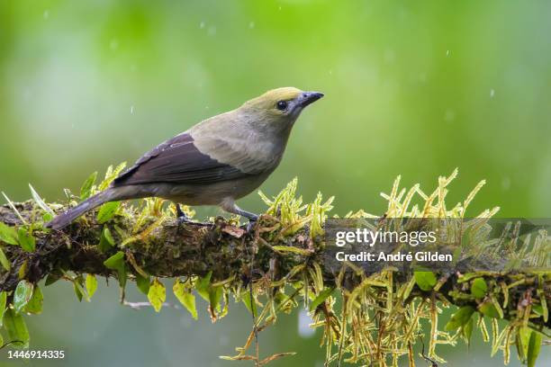 Rain Bird Photos and Premium High Res Pictures - Getty Images Rain Bird Photos and Premium High Res Pictures - Getty Images