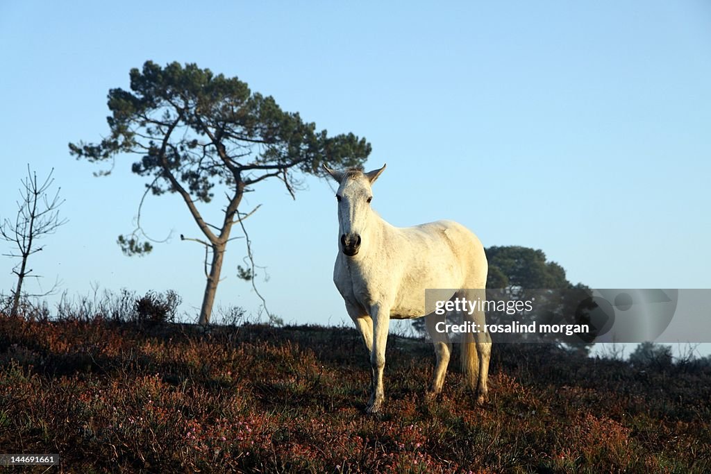 Wild white horse at sunrise