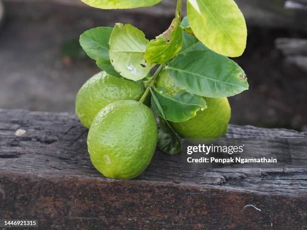 lemon plant sour taste fruit lime green vegetable - citrus grove - fotografias e filmes do acervo