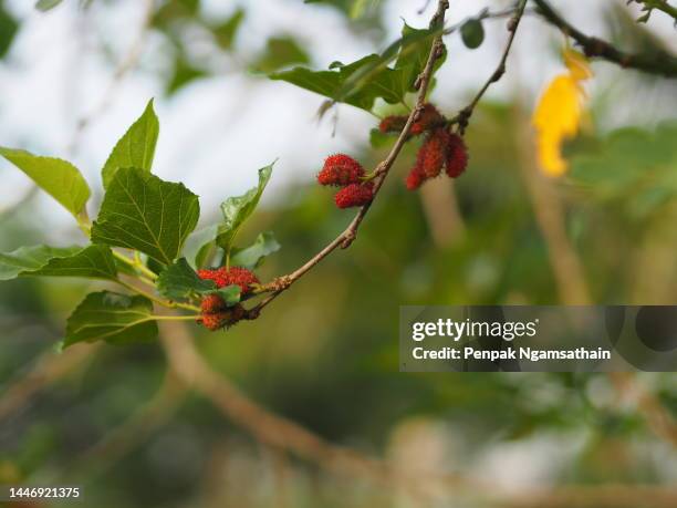mulberry fruit blooming on tree in garden on blurred of nature background - red bud stock pictures, royalty-free photos & images
