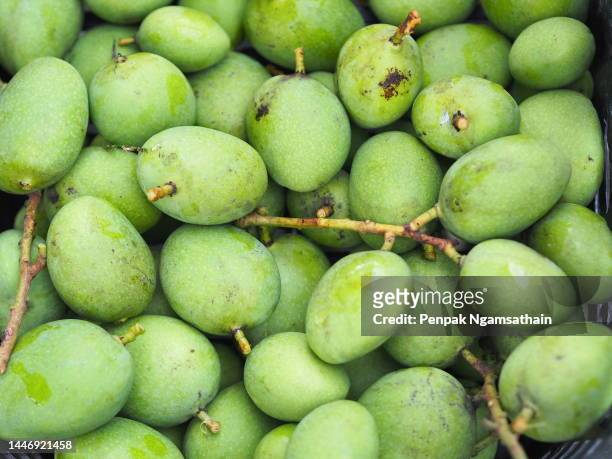 green fruit is sour scientific name mangifera indica l. var., light mango - mango tree stock-fotos und bilder