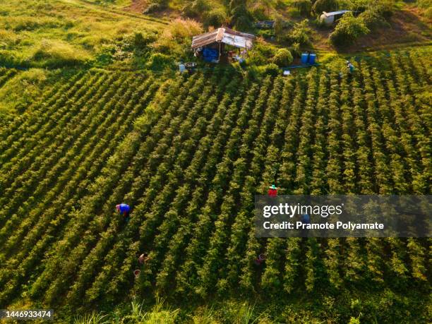 aerial view of gardener harvesting hot peppers in agricultural field. taking care of the crop. green field. - chili farm stock-fotos und bilder