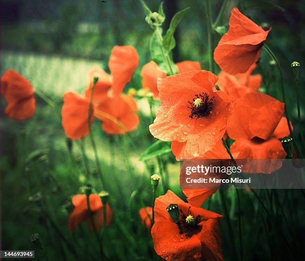 poppies under rain - misuri ストックフォトと画像