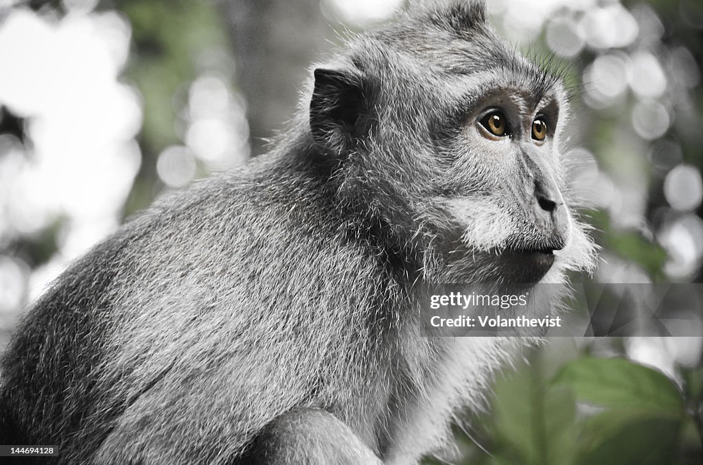Ubud monkey from Monkey forest