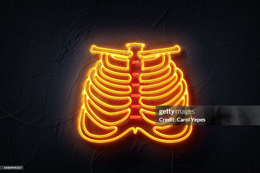 Human body ribs cage